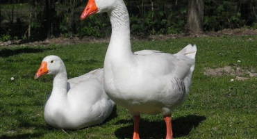 Vlastnosti chovu a chovu guvernérových hus