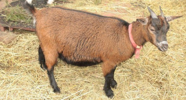 Vlastnosti chovu a chovu kamerunských koz