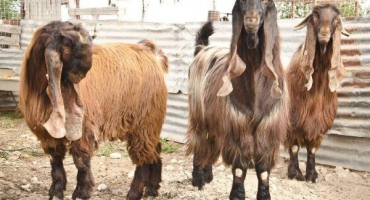 Vlastnosti chovu a chovu shami koz