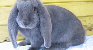 Vlastnosti chovu a chovu králíků ovčáckého plemene