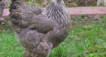 Vlastnosti chovu a péče o kuřata v létě v zemi, pěstování a chov