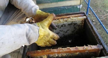 Vlastnosti chovu včel v září a jaké práce se provádějí ve včelíně