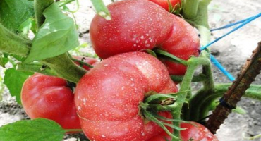 Vlastnosti odrůdy rajčat malinový ráj a výnos