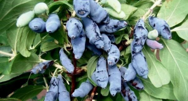 Vlastnosti odrůdy zimolez - leningradský gigant