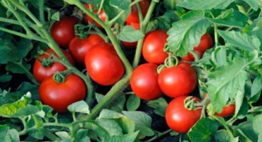 Vlastnosti technologie metody terekhin pro pěstování rajčat