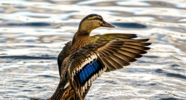 Vlastnosti kachen a dýchání ptáků pod vodou