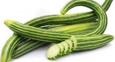 Vlastnosti pěstování arménské okurky, její popis, výsadba a péče