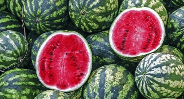 Vlastnosti pěstování astrachaňských melounů, korda dozrávají a jak rozlišovat odrůdy