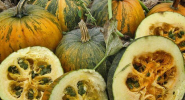 Vlastnosti pěstování gymnospermous dýně s pokyny krok za krokem