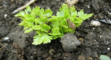Vlastnosti pěstování a péče o kořenovou petržel na otevřeném poli