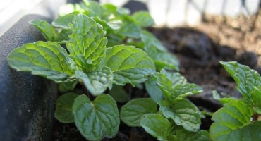 Vlastnosti pěstování a péče o mátu lesní