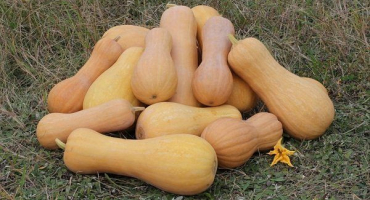 Vlastnosti pěstování a péče o máslové dýně