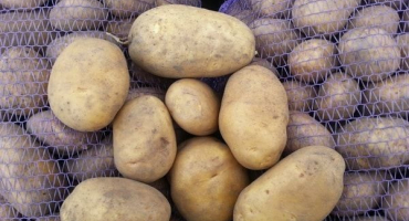 Vlastnosti pěstování škvarkových brambor, popis a charakteristika