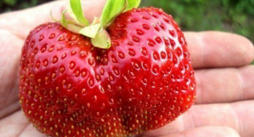 Vlastnosti pěstování jahod maxim