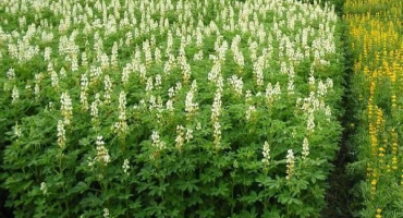 Vlastnosti pěstování lupiny jako siderat a kdy je lepší ji zasít