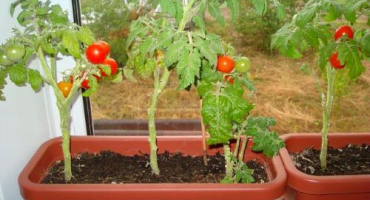 Funkce pěstování cherry rajčat na parapetu doma