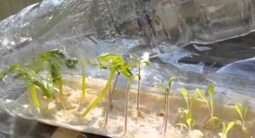 Vlastnosti pěstování sazenic rajčat v plastové láhvi na toaletním papíru