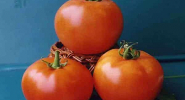 Vlastnosti pěstování odrůd rajčat vologda f1 a jeho popis