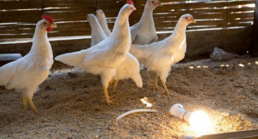 Osvětlení v kurníku