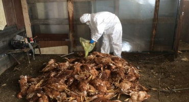 Z čeho v zimě umírají kuřata?