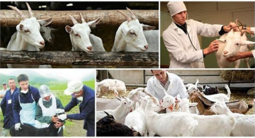 Jaká onemocnění chrání kozy očkováním a jaká se očkuje