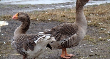 Rozdíl mezi husou a husou: způsoby, jak určit pohlaví