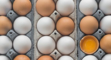 Ovoskopie slepičích vajec