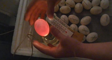 Ovoskopie kachních vajec doma a vývoj embrya ve dne