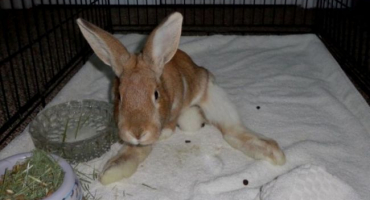Paralýza zadních končetin u králíků