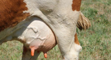 Paréza vemene u krav po otelení