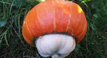 Pařížská červená a červená karkulka - odrůdy červené dýně