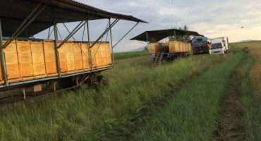 Včelín na kolech: rysy kočovného včelaření