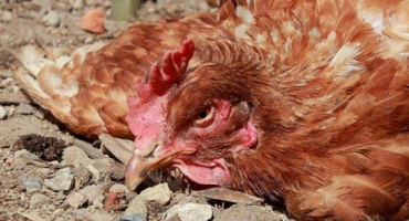 Pasteurelóza u domácích kuřat: jak se projevuje a jak léčit?