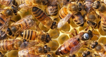 Ukrajinská stepní včela: vlastnosti plemene, jeho produktivita a kvalita