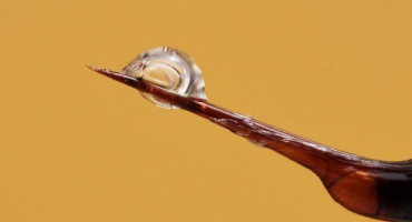 Včelí jed: jeho složení, působení a způsoby aplikace