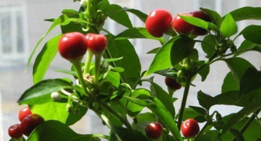 Chilli papričky na parapetu: pravidla výsadby a pěstování