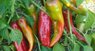 Kakadu pepř - hlavní charakteristiky hybridu a pravidla pěstování