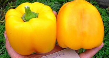 Pepřový zlatý zázrak: vlastnosti sladké papriky a její zemědělská technologie