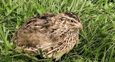 Křepelka estonského plemene: vlastnosti, chov a péče