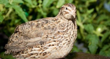 Faraonská křepelka: tipy pro pěstování