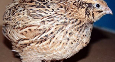 Křepelka estonské plemeno