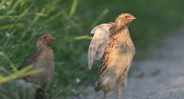 Křepelky se navzájem rvou a klují: příčiny a způsoby, jak zabránit klování