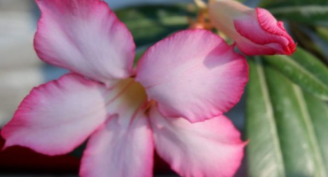 Transplantace adenia - načasování a technika