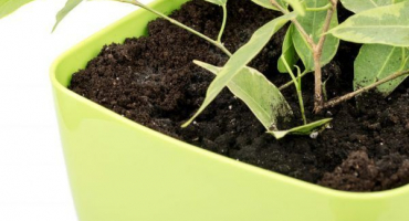 Transplantace fíkusů - základní pravidla a pojmy