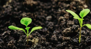 Období výsadby sazenic lilku v roce 2022