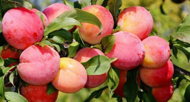 Broskvová švestka: vlastnosti, výsadba a péče