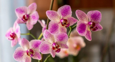 Orchideje skvrnité - popis různých druhů