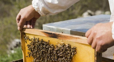 Plán péče o hmyz v rusku podle kalendáře včelaře