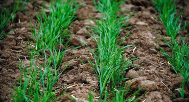 Klady a zápory jarní a ozimé pšenice jako zeleného hnojení, kdy a jak sázet