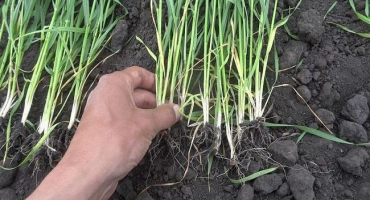 Klady a zápory odnožování pšenice, pro kterou také tvoří pravidla